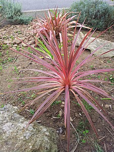 Thumbnail of Cordyline 'pink passion'.jpg
