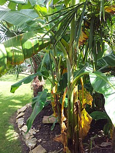 Thumbnail of Musa sp. ( helens hybrid ).jpg