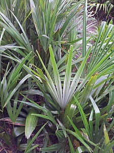 Thumbnail of trachycarpus manipur-semis 2006.jpg