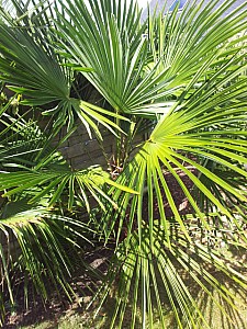 Thumbnail of trachycarpus manipur.jpg