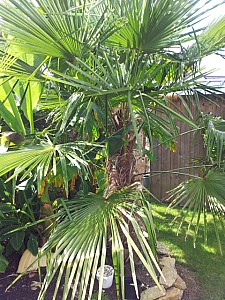 Thumbnail of trachycarpus princeps vert-A.jpg