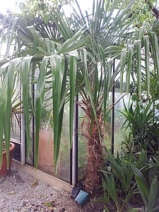 Thumbnail of trachycarpus princeps vert-C.jpg