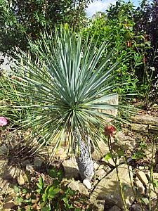Thumbnail of yucca rostrata-A.jpg