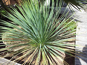 Thumbnail of yucca rostrata-B.jpg